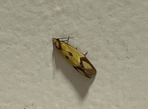 Knapweed Root Moth