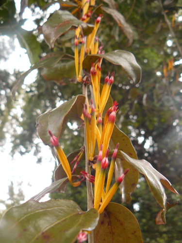 Agelanthus pennatulus