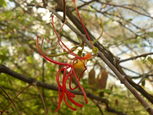 Plicosepalus curviflorus