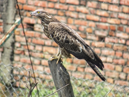 Oriental Honey-buzzard