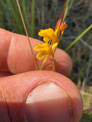 sun bladderwort