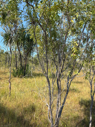 liniment tree
