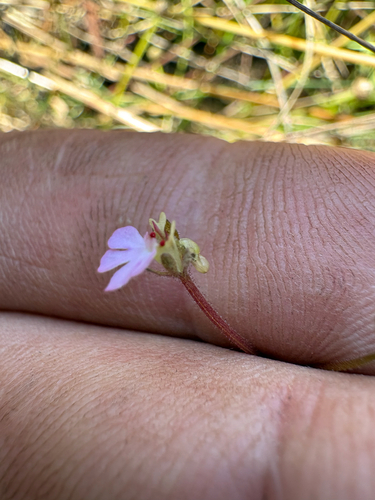 Stylidium schizanthum