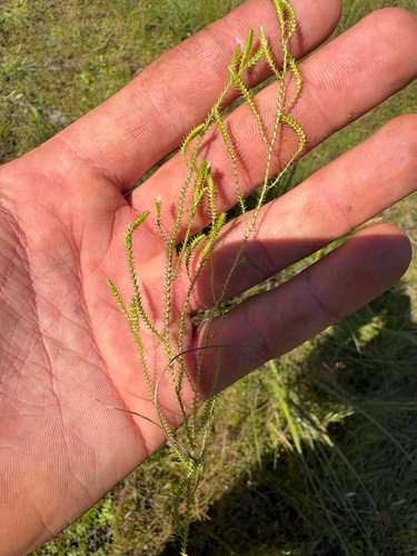 Annual Spikemoss