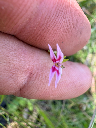 Stylidium cordifolium