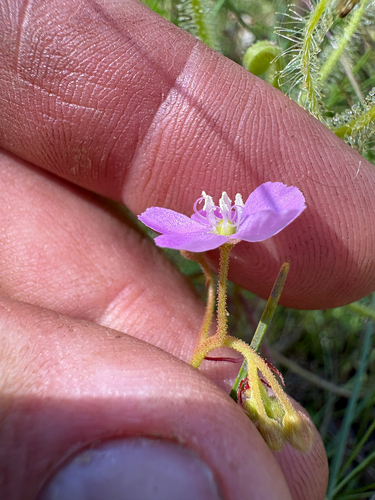 Drosera serpens