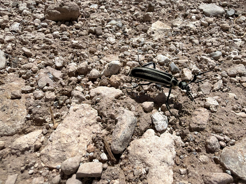 Black-striped Blister Beetle