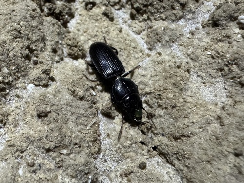 Scarites terricola