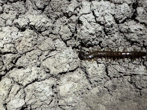 Mediterranean Banded Centipede