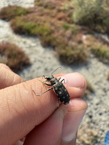 Littoral Tiger Beetle