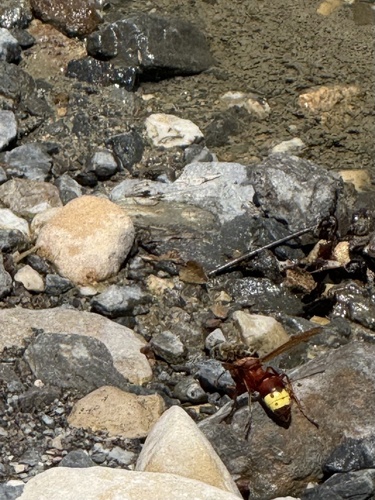 Oriental Hornet