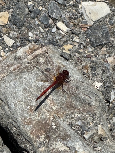 Red-veined Dropwing