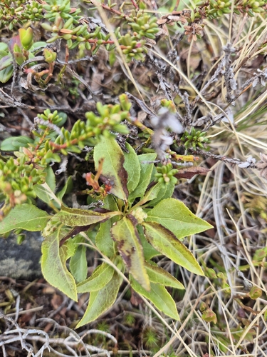 one-sided wintergreen