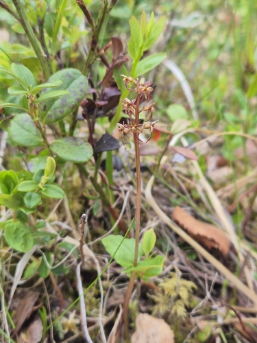 Heartleaf Twayblade