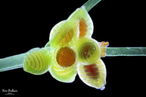 Nitella flexilis