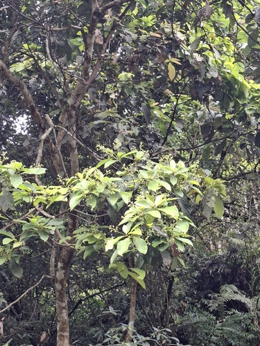 Phoebe formosana