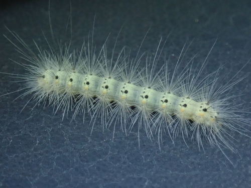 Fall Webworm Moth