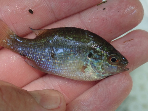 Dollar Sunfish