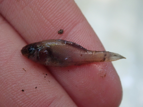 Blackstripe Pirate Perch