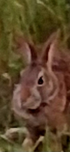 New England Cottontail observed by jeffrey388