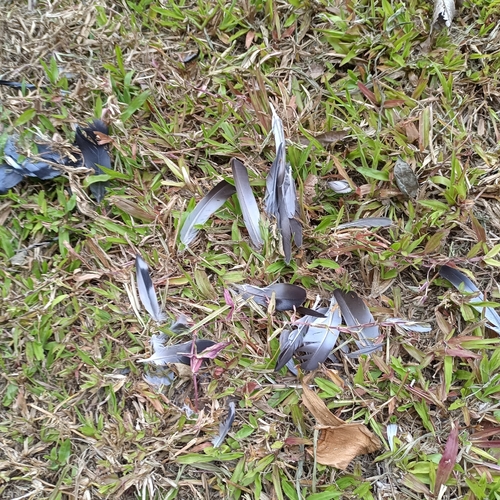 Feral Pigeon