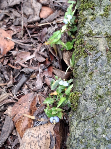 Commelina auriculata