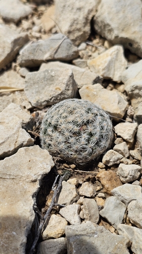 Lace-spine Nipple Cactus