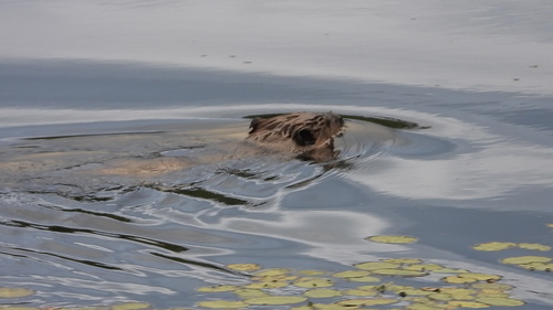 animal observation 2