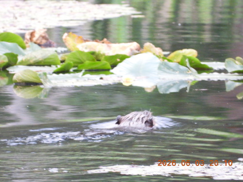 animal observation 3
