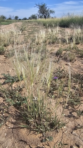 burrograss