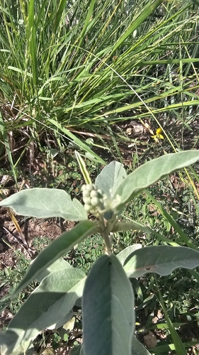 grassland croton