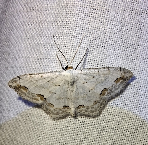 Lace Border