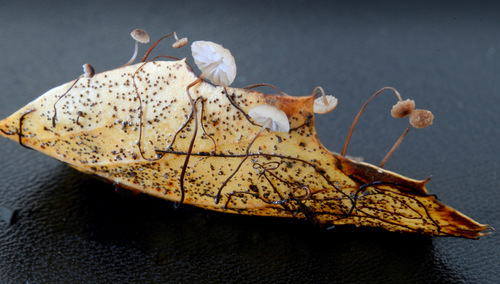 Oak-leaf Pinwheel