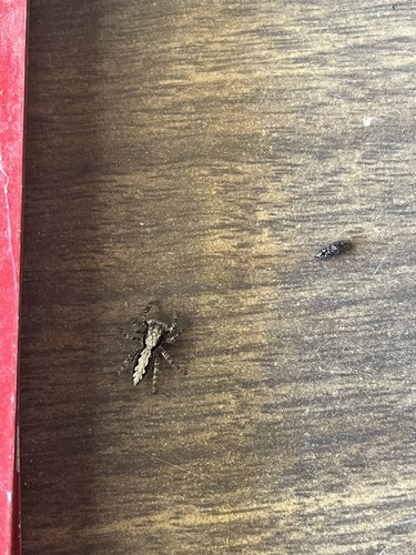 iNaturalist observation photo of California Flattened Jumping Spider