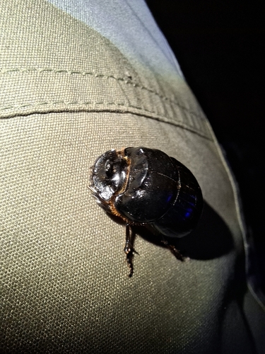 Copris lunaris