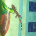 Gecko del Desierto de la Española - Photo (c) Judd Patterson, todos los derechos reservados, subido por Judd Patterson