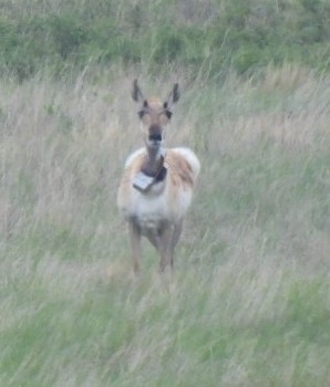 Pronghorn