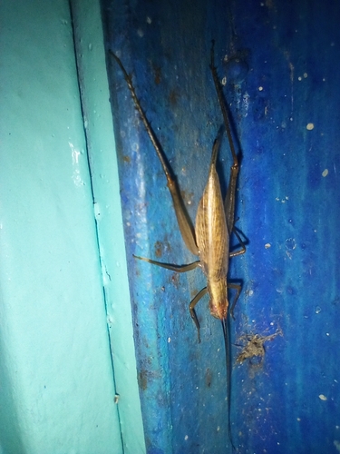 Western Tree Cricket