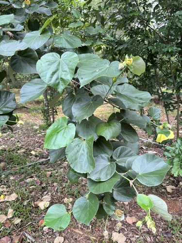 sea hibiscus