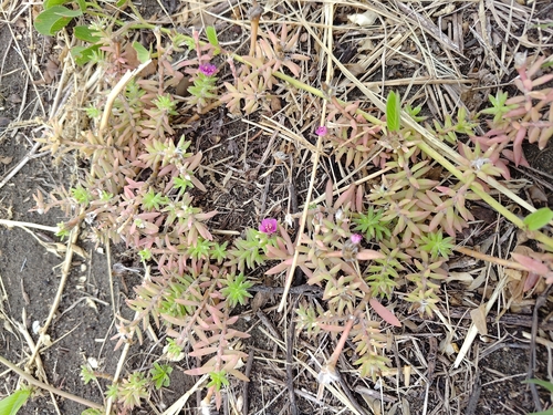 shaggy portulaca