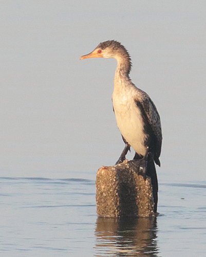 Reed Cormorant