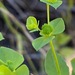 Euphorbia spathulata - Photo (c) Frances, todos los derechos reservados, uploaded by Frances