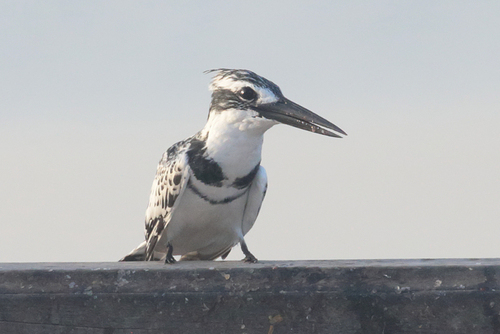 Pied Kingfisher