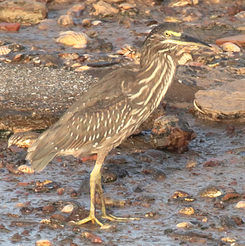 Little Heron