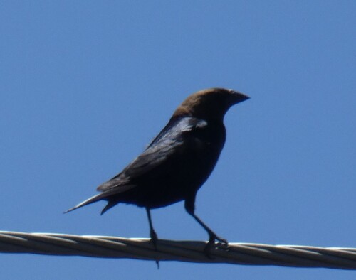 Brown-headed Cowbird