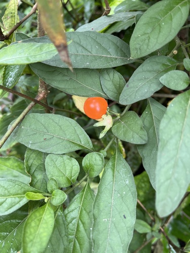 Jerusalem cherry