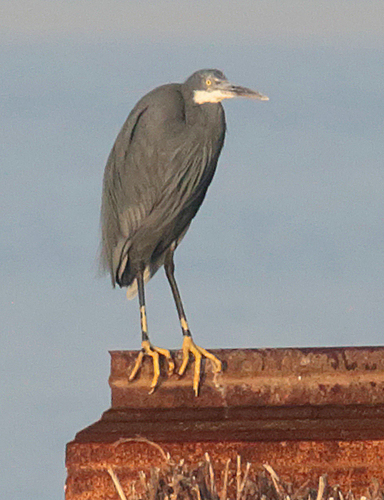Western Reef Heron