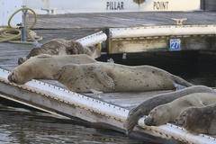 Pacific Harbor Seal