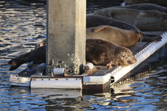 Pacific Harbor Seal