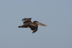 California Brown Pelican